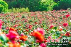 千亩玫瑰迎来了盛花期-开云集团「中国」Kaiyun·官方网站